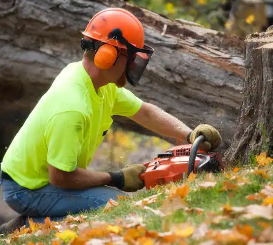 tree services Nesconset